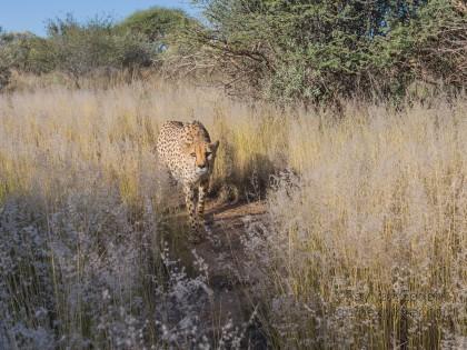 Cheetah – 31 – Naankuse – Wildlife Wide