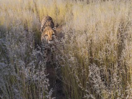 Cheetah – 32 – Naankuse – Wildlife Wide