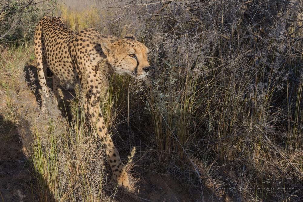 Cheetah – 33 – Naankuse – Wildlife Wide