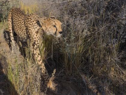 Cheetah – 33 – Naankuse – Wildlife Wide