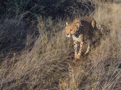 Cheetah – 35 – Naankuse – Wildlife Wide
