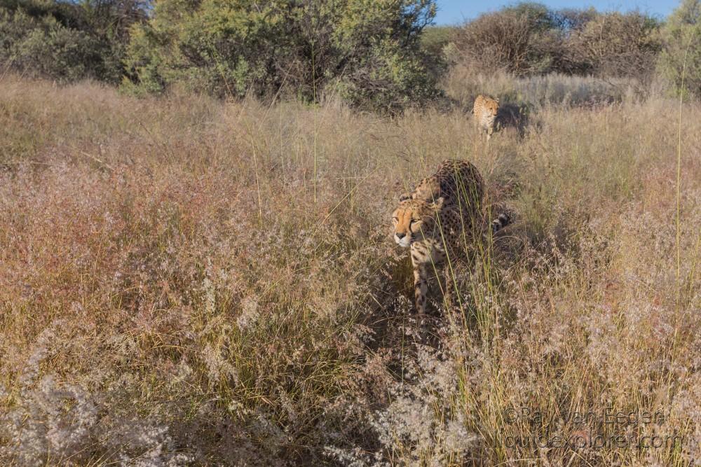 Cheetah – 36 – Naankuse – Wildlife Wide