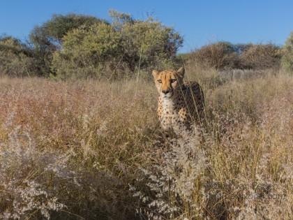 Cheetah – 38 – Naankuse – Wildlife Wide
