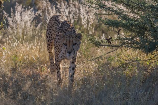 Cheetah – 4 – Naankuse – Wildlife Wide