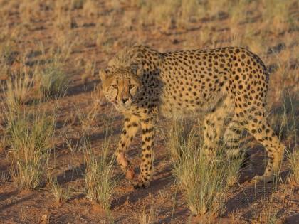 Cheetah – 6 – Kanaan – Wildlife Wide