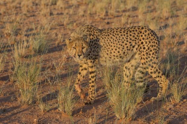 Cheetah – 6 – Kanaan – Wildlife Wide