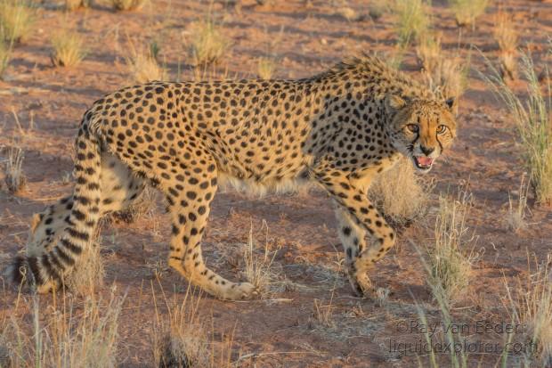 Cheetah – 8 – Kanaan – Wildlife Wide