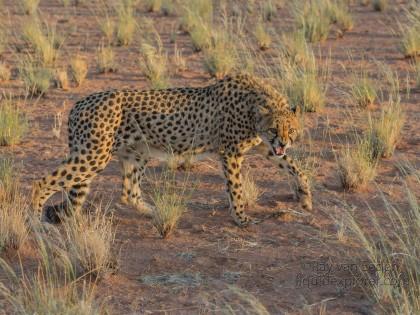 Cheetah – 9 – Kanaan – Wildlife Wide