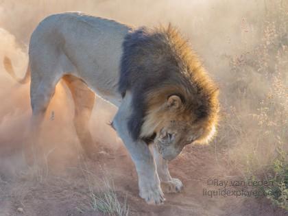 Lion – 1 – Naankuse – Wildlife Wide