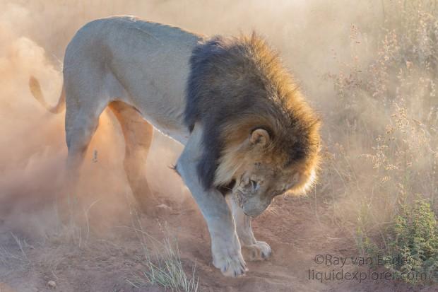 Lion – 1 – Naankuse – Wildlife Wide