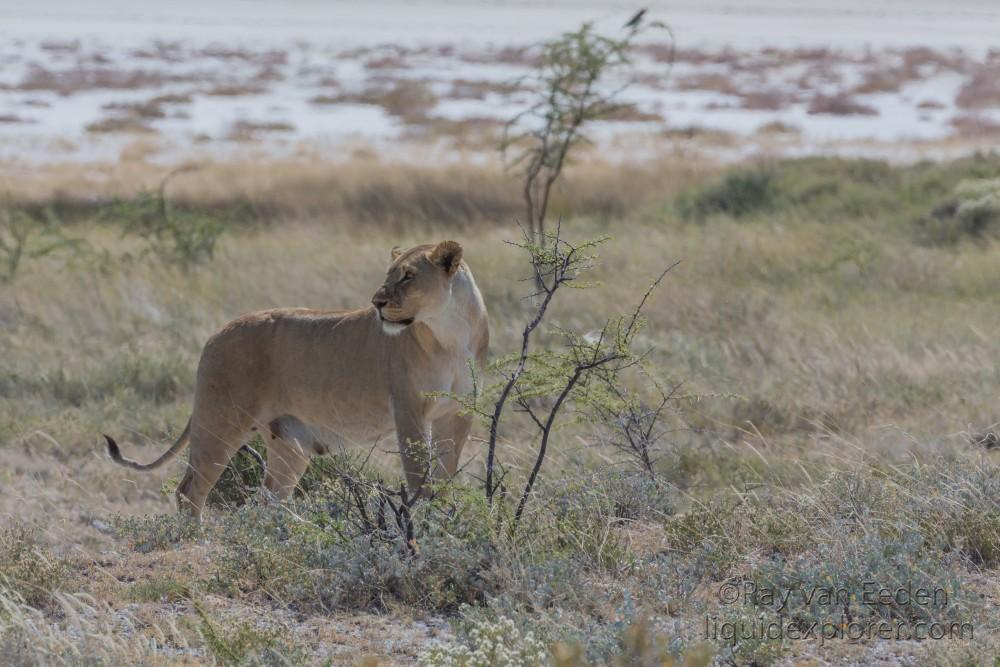 Lion – 27 – Etosha – Wildlife Wide