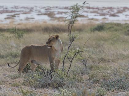 Lion – 27 – Etosha – Wildlife Wide