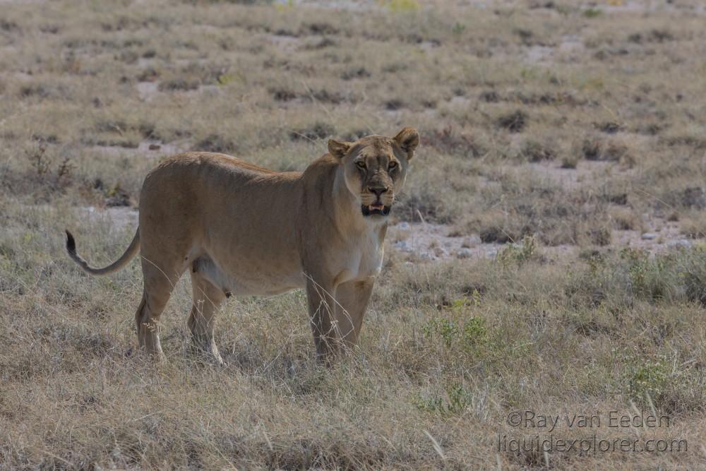 Lion – 28 – Etosha – Wildlife Wide