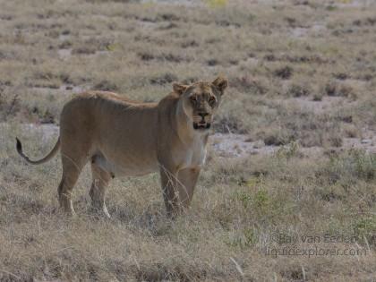 Lion – 28 – Etosha – Wildlife Wide