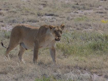 Lion – 29 – Etosha – Wildlife Wide