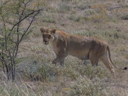 Lion – 30 – Etosha – Wildlife Wide