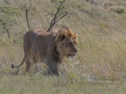 Lion – 31 – Etosha – Wildlife Wide