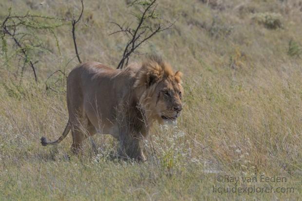 Lion – 31 – Etosha – Wildlife Wide