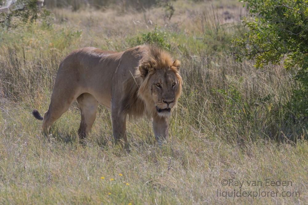 Lion – 32 – Etosha – Wildlife Wide