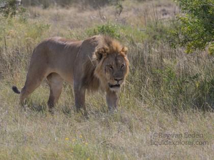 Lion – 32 – Etosha – Wildlife Wide