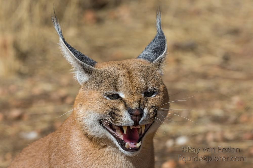 Caracal-2-Naankuse-Wildlife-Portrait