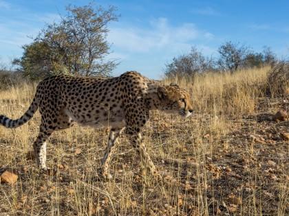 Cheetah-10-Naankuse16-Wildlife-Wide