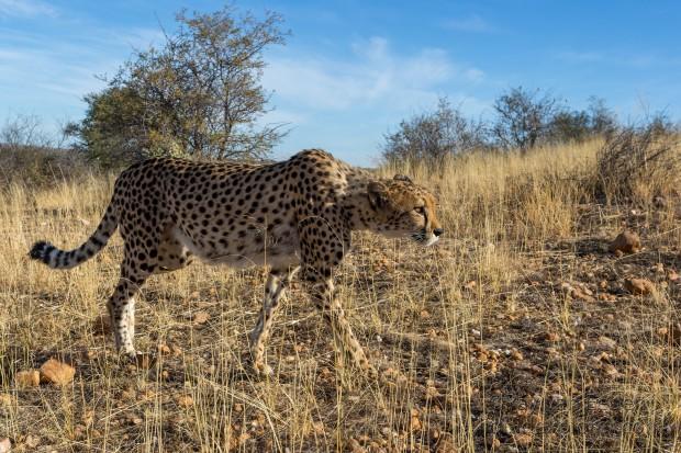 Cheetah-10-Naankuse16-Wildlife-Wide
