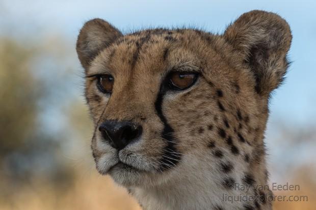 Cheetah-22-Naankuse-Wildlife-Portrait