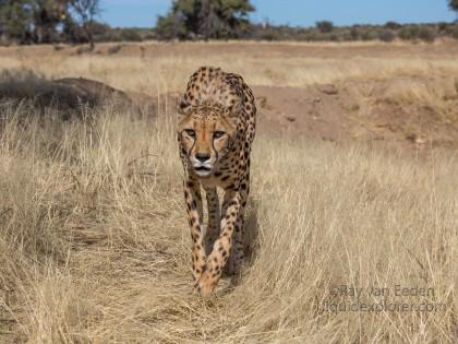 Cheetah-34-Naankuse-Wildlife-Wide