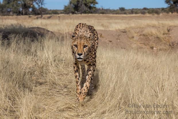 Cheetah-34-Naankuse-Wildlife-Wide