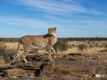 Cheetah-7-Naankuse-Wildlife-Wide