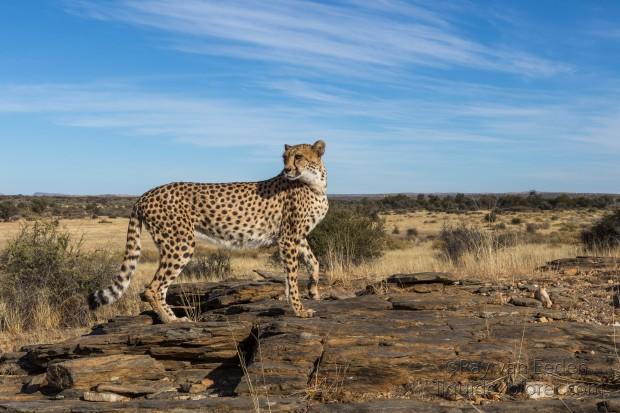 Cheetah-7-Naankuse-Wildlife-Wide