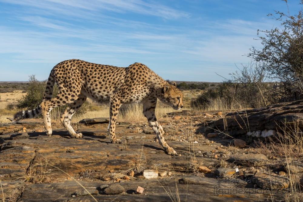 Cheetah-9-Naankuse-Wildlife-Wide