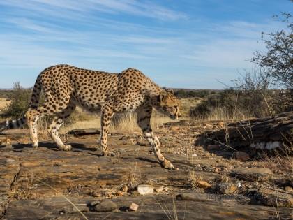 Cheetah-9-Naankuse-Wildlife-Wide