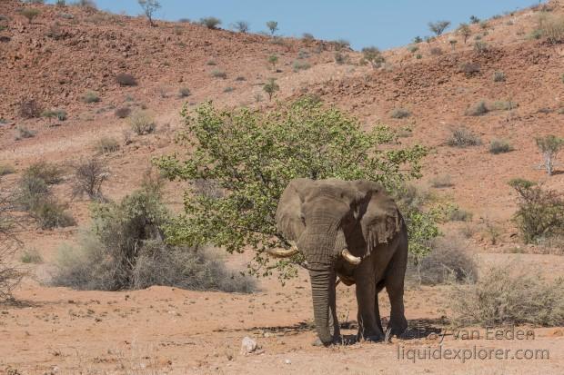 Desert-Elephant-7-Twyfelfontein-Wildlife-Wide
