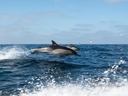 Dolphin-1-Sardine-Run-Underwater-Wide