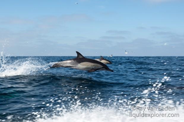 Dolphin-1-Sardine-Run-Underwater-Wide