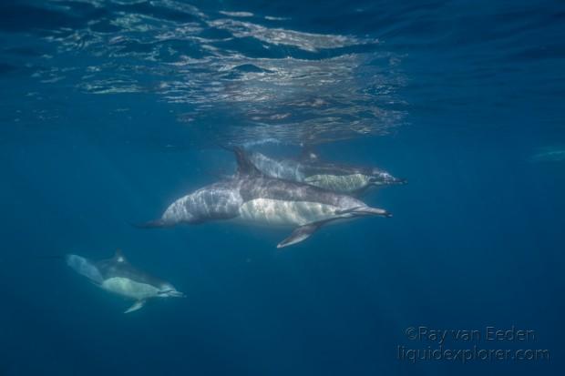 Dolphin-13-Sardine-Run-Underwater-Wide