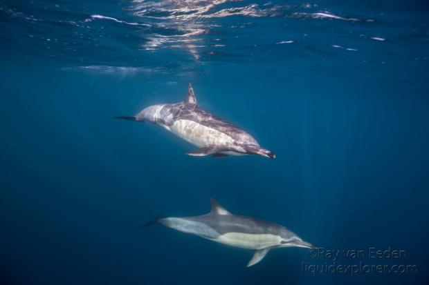 Dolphin-15-Sardine-Run-Underwater-Wide