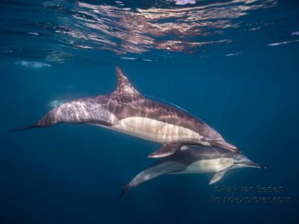 Dolphin-16-Sardine-Run-Underwater-Wide