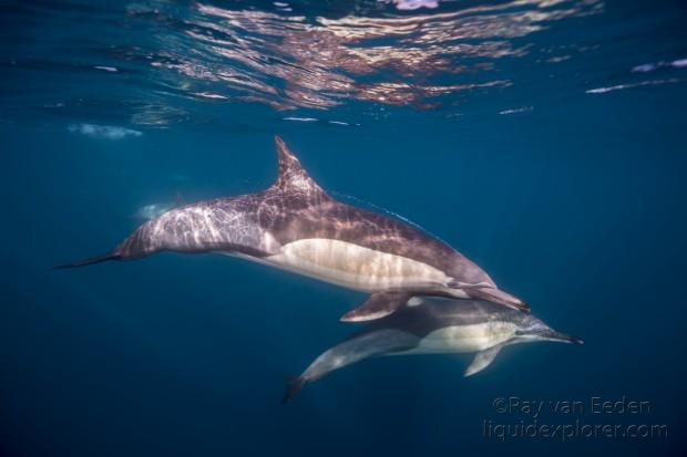 Dolphin-16-Sardine-Run-Underwater-Wide