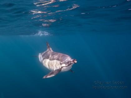 Dolphin-18-Sardine-Run-Underwater-Wide