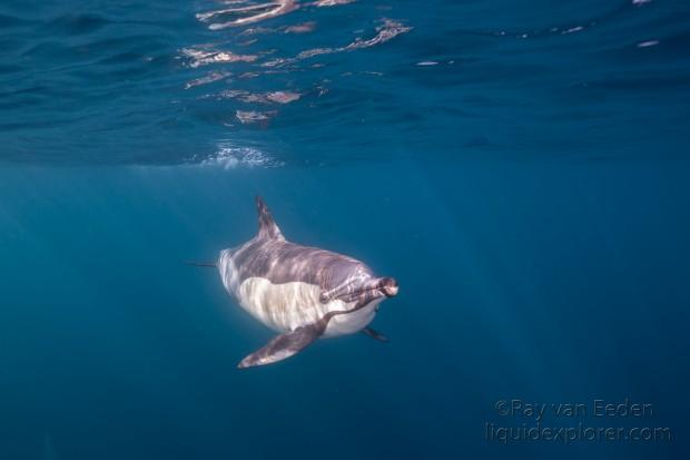 Dolphin-18-Sardine-Run-Underwater-Wide