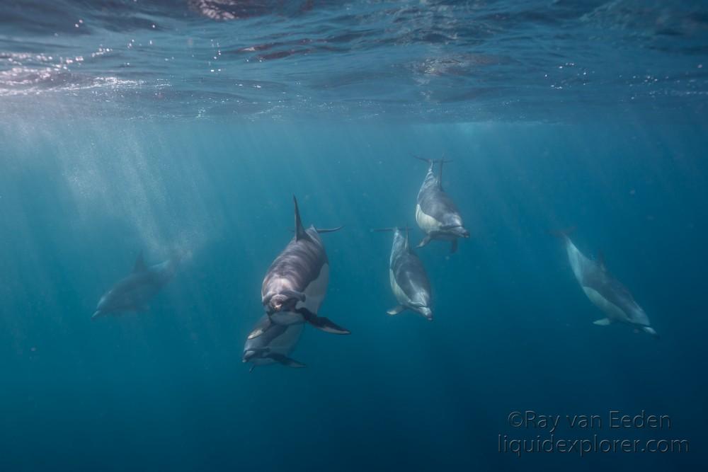 Dolphin-20-Sardine-Run-Underwater-Wide