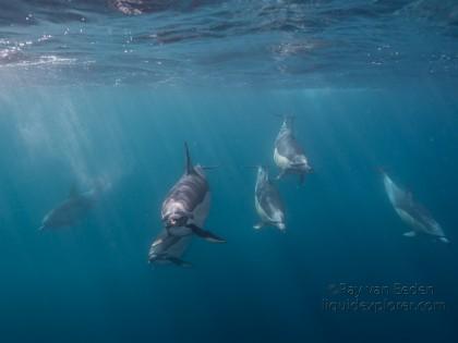 Dolphin-20-Sardine-Run-Underwater-Wide