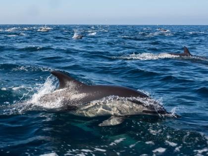 Dolphin-29-Sardine-Run-Underwater-Wide