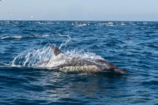 Dolphin-34-Sardine-Run-Underwater-Wide