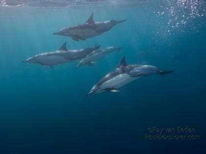 Dolphin-6-Sardine-Run-Underwater-Wide
