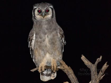 Eagle-Owl-2-Erindi-Wildlife-Portrait