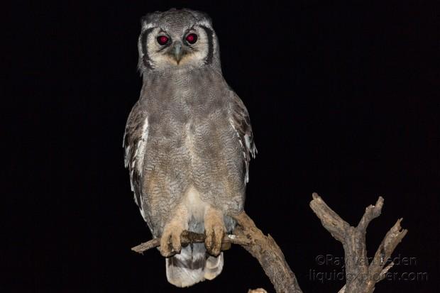 Eagle-Owl-2-Erindi-Wildlife-Portrait